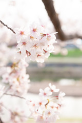【京都】鴨川の桜