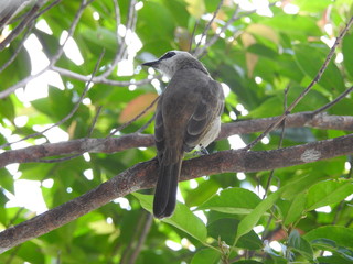 Yellow-Vented Bulbuls ((Pycnonotus goiavier)perched on the branches or flowers, feeding on nectar 