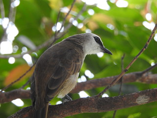 Yellow-Vented Bulbuls ((Pycnonotus goiavier)perched on the branches or flowers, feeding on nectar 