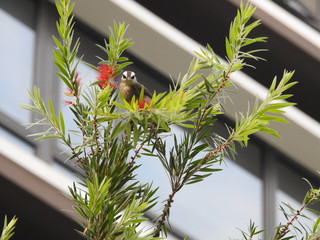 Yellow-Vented Bulbuls ((Pycnonotus goiavier)perched on the branches or flowers, feeding on nectar 
