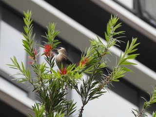 Yellow-Vented Bulbuls ((Pycnonotus goiavier)perched on the branches or flowers, feeding on nectar 