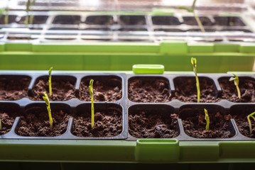 Homegrown young, delicate snow peas vegetable plants growing in a green seedling container with healthy, organic fresh soil inside in the kitchen with natural light springtime