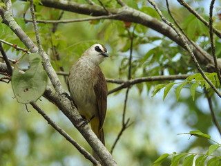 Yellow-Vented Bulbuls ((Pycnonotus goiavier)perched on the branches or flowers, feeding on nectar 