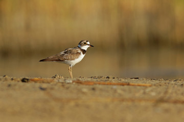 bird on the beach