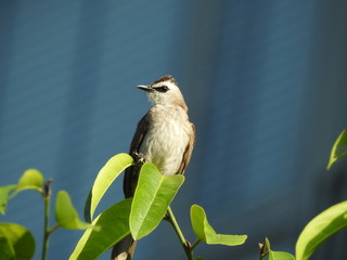 Yellow-Vented Bulbuls ((Pycnonotus goiavier)perched on the branches or flowers, feeding on nectar 