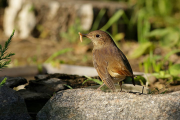 robin on a branch