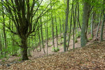 Lush deciduous forest in spring-time, at Mount Pangeo in Northern Greece.