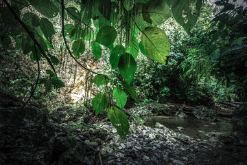 Fototapeta premium Tropical rain forest, Cerro Chato, Costa Rica