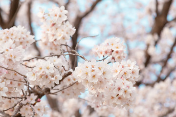 【京都】鴨川の桜