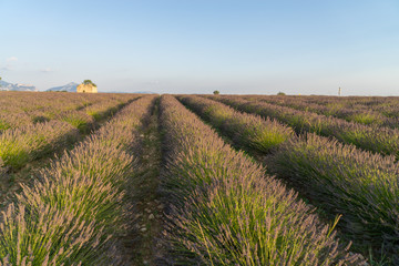 Valensole lavender field, Provence, France.