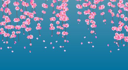 Sakura. Cherry branches with delicate pink flowers and buds. The petals fall at dawn. illustration