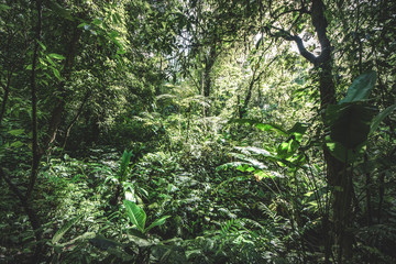 Fototapeta premium Nature green wood sunlight backgrounds.