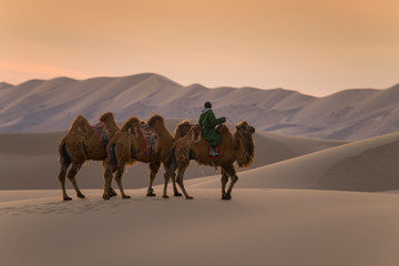 Camels and owner are walking on Gobi desert in Mongolia at dusk