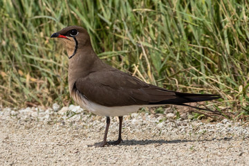 Collared Pratincole (Glareola pratincola) on a dirt road through Evros Delta in Northeastern Greece.