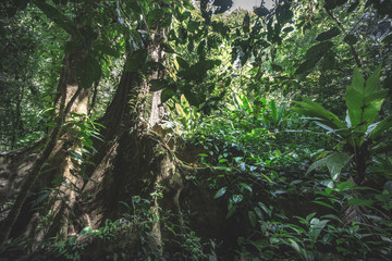 Nature green wood sunlight backgrounds.