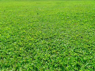 Closeup green grass on sunlight with copy space using as background concept