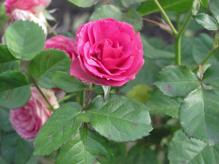 macro photo of pink rose, shallow dof