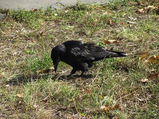black crow on green and brown grass, shallow dof