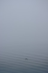 Lonely Seagull floating in water fading off into fog showing concept of loneliness and solitude.