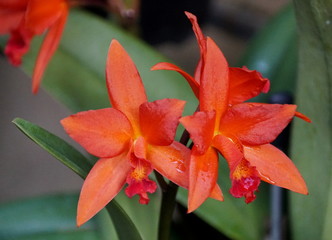 Beautiful orange color of Cattleya orchid flowers
