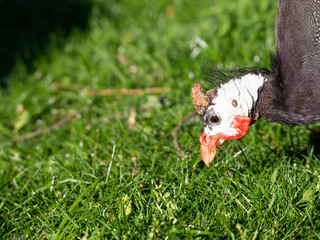 Fototapeta premium Helmeted guineafowl (Numida meleagris) bird on green grass