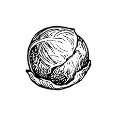 Ink sketch of brussels sprout.