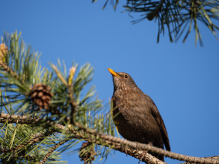 Common blackbird (Turdus merula) female sitting in tree crown