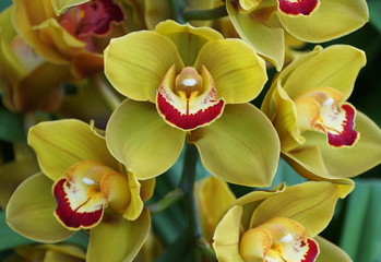 Beautiful yellow and red cymbidium orchid flowers