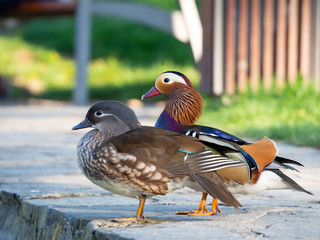Mandarin duck (Aix galericulata) bird pair sitting in the park