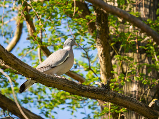 Eurasian collared dove bird sitting in tree crown