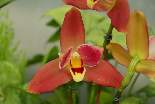 Close up of a beautiful dark red Lycaste orchid flower