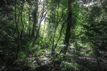 Tropical rain forest, Cerro Chato, Costa Rica