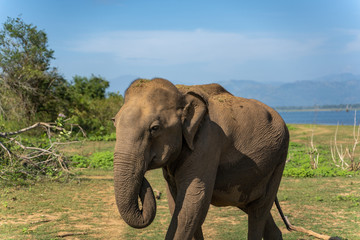 Fototapeta na wymiar Portrait of an Asian Elephant in the National Park of udawalawe
