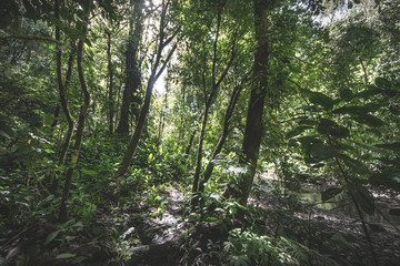 Green forest in a misty morning, Costa Rica.