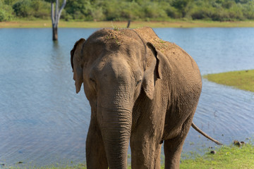 Portrait of an Asian Elephant in the National Park of udawalawe