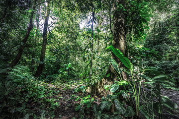 Tropical rain forest, Cerro Chato, Costa Rica