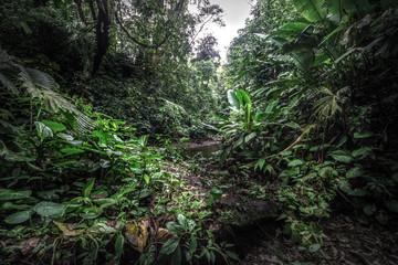 Fototapeta premium Tropical rain forest, Cerro Chato, Costa Rica