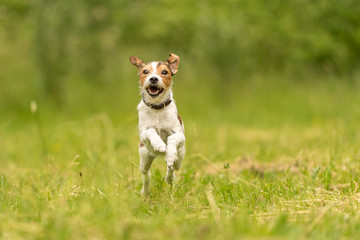 Cute beauty Parson Russell Terrier dog runs over a green meadow in spring