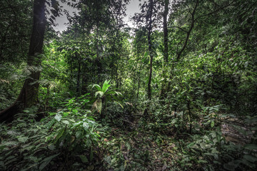 Tropical rain forest, Cerro Chato, Costa Rica