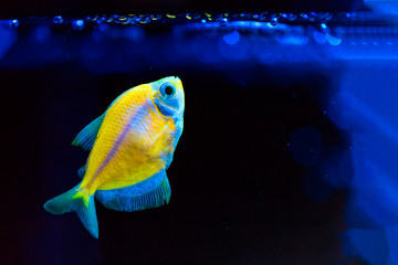 Close-up of a small beautiful yellow fish in water, dark blue background. Air bubbles from above.