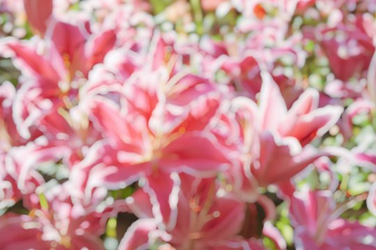 blur photo of pink lilly flower with bokeh light 