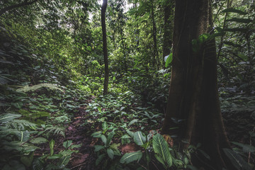 Nature green wood sunlight backgrounds.