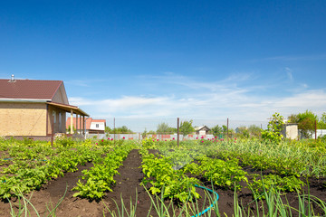 Irrigation the rows of growing bushes of potatoes in the vegetable field. Watering the garden. Cultivation of vegetables. Soil moisture. Agriculture. 