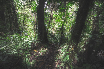 Fototapeta na wymiar Green forest in a misty morning, Costa Rica.
