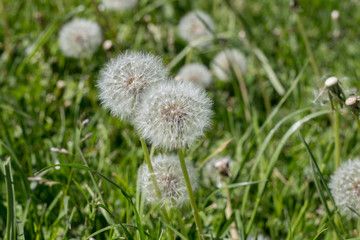 Fluffy white dandelions among the meadow with green grass