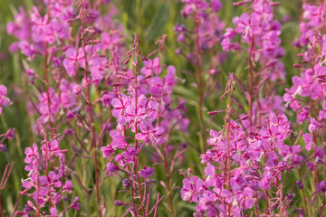 Bright purple flowers of ivan tea growing in a meadow, closeup.