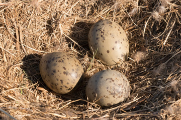Naklejka na ściany i meble Three spotted bird seagull eggs in the nest, one of the eggs with cracks is hatching