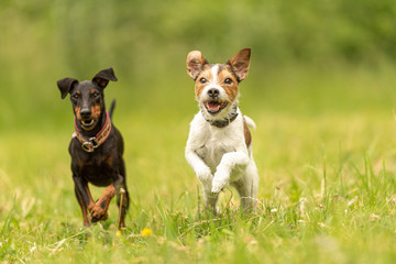Parson Russell Terrier and black Manchester Terrier Dog. Two small friendly dog are running together over a green meadow - Powered by Adobe