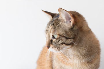 Horizontal photo of the head (muzzle) of mongrel domestic cat on a white background (isolate).