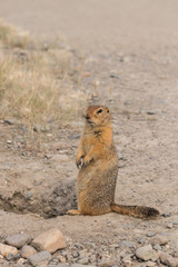 Arctic ground squirrel (eurazhka) sits on stony ground near the entrance to the hole